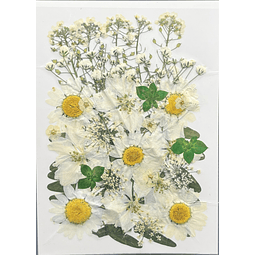 Flores naturales prensadas tonos blancos, modelo #05.