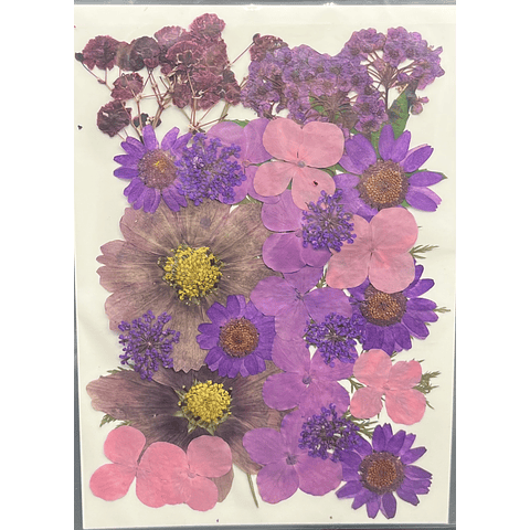 Flores naturales prensadas Púrpuras, modelo #07