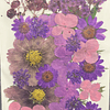 Flores naturales prensadas Púrpuras, modelo #07