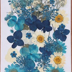 Flores naturales prensadas #03, TONOS AZULES