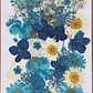 Flores naturales prensadas #03, TONOS AZULES - Miniatura 1