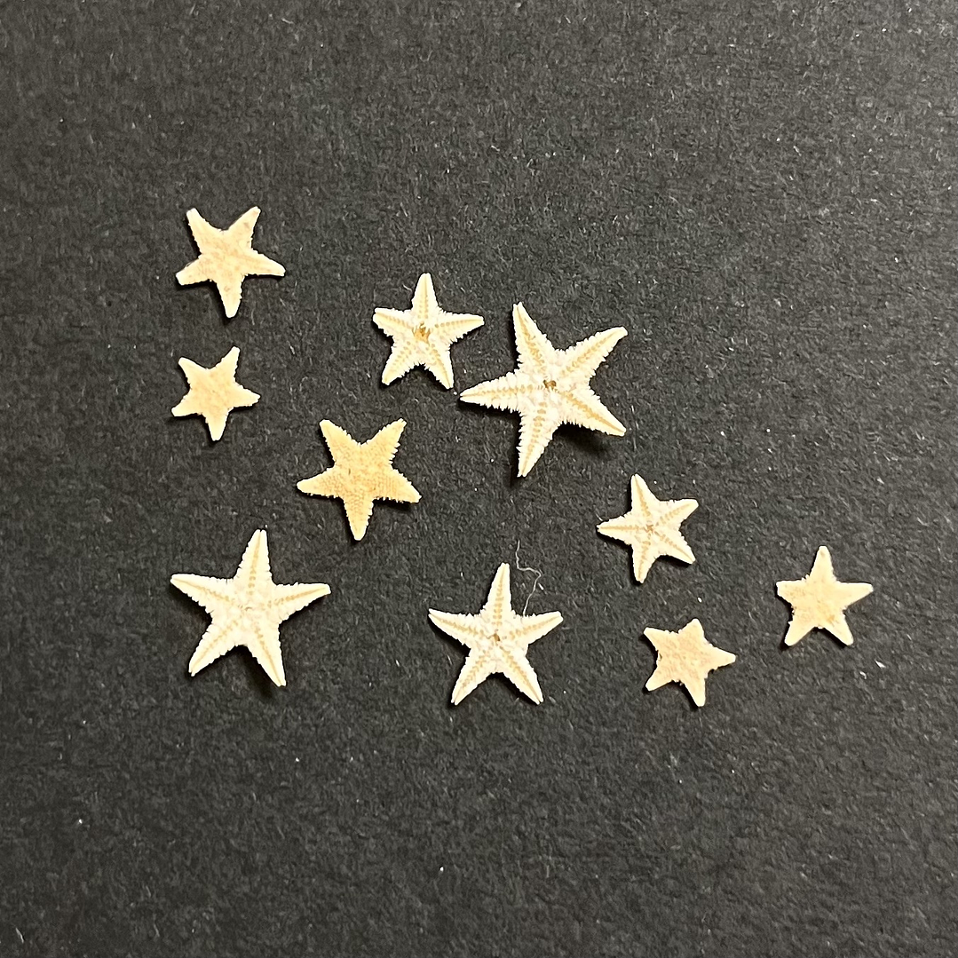Mini Estrellas de Mar naturales, decorativas 0,5mm, 10 unidades. 1