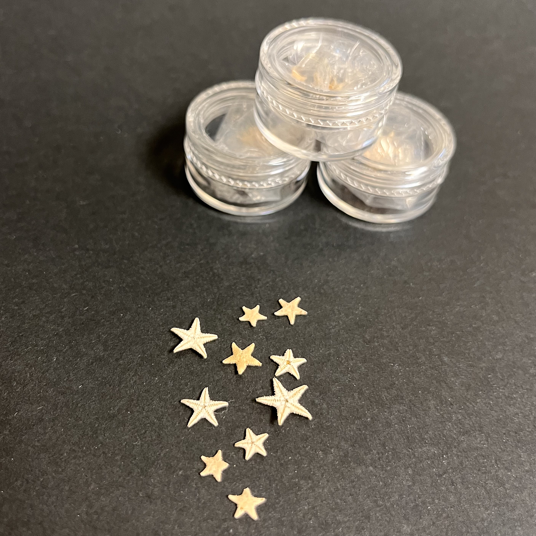 Mini Estrellas de Mar naturales, decorativas 0,5mm, 10 unidades. 3