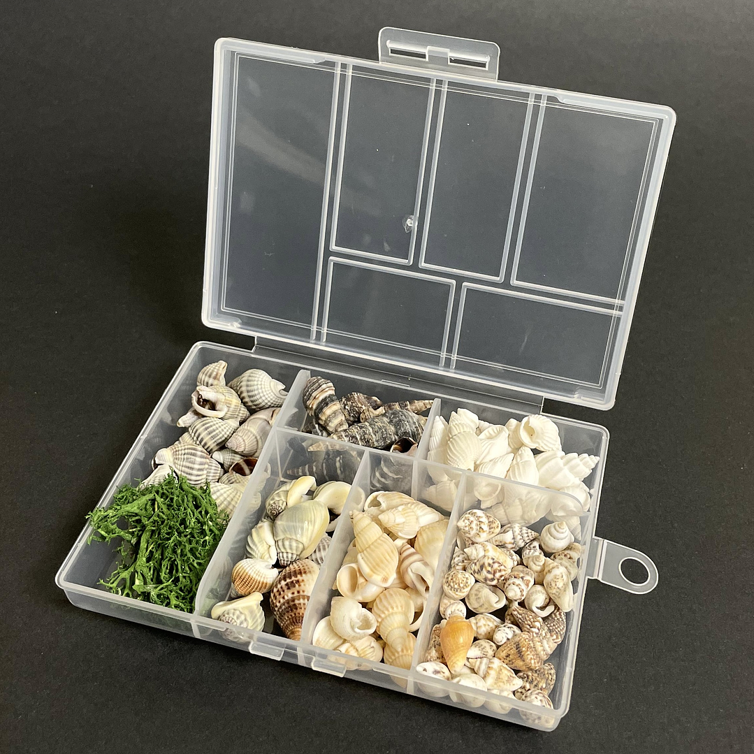 Mix caracolas/conchitas de río naturales + alga decorativa. 1