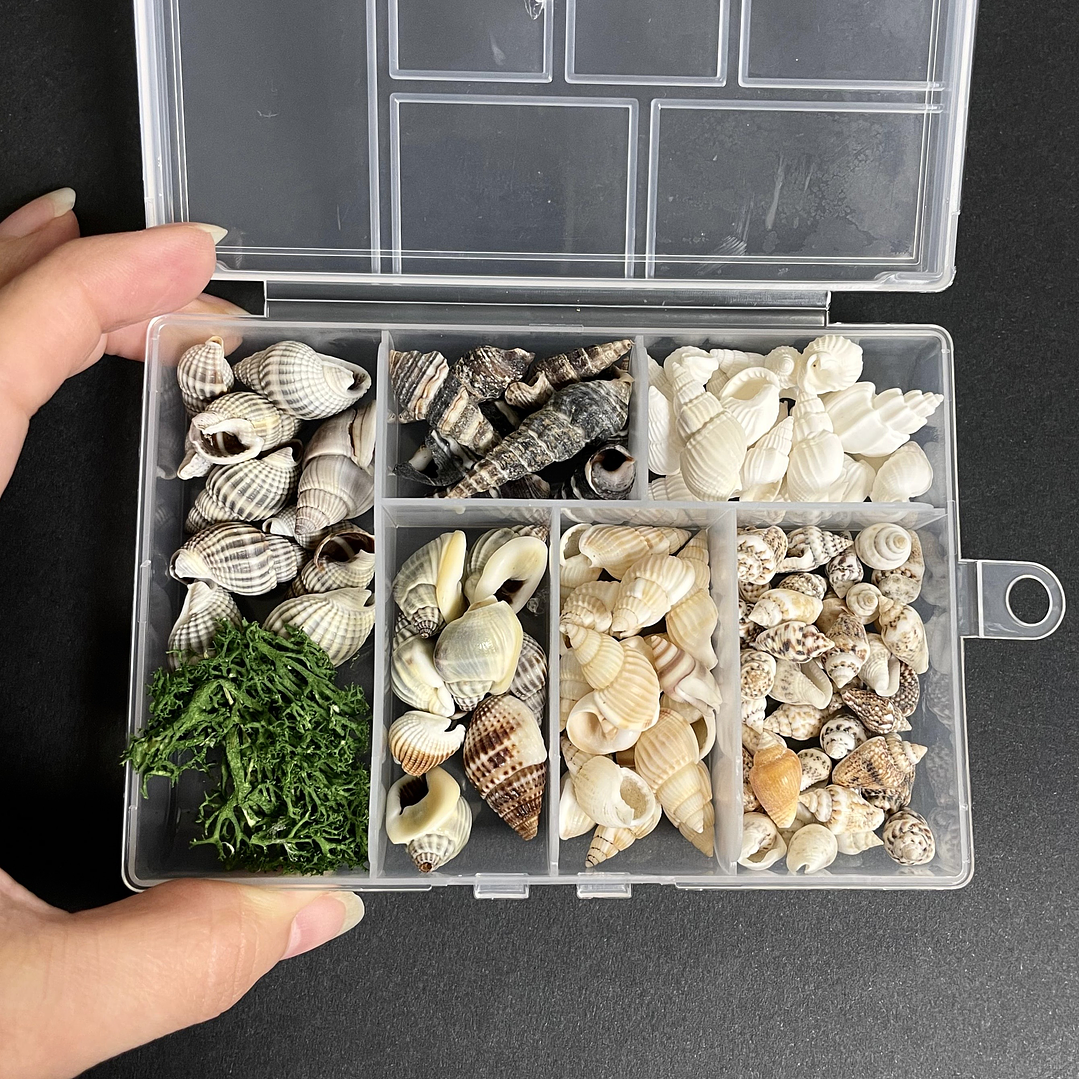 Mix caracolas/conchitas de río naturales + alga decorativa. 2