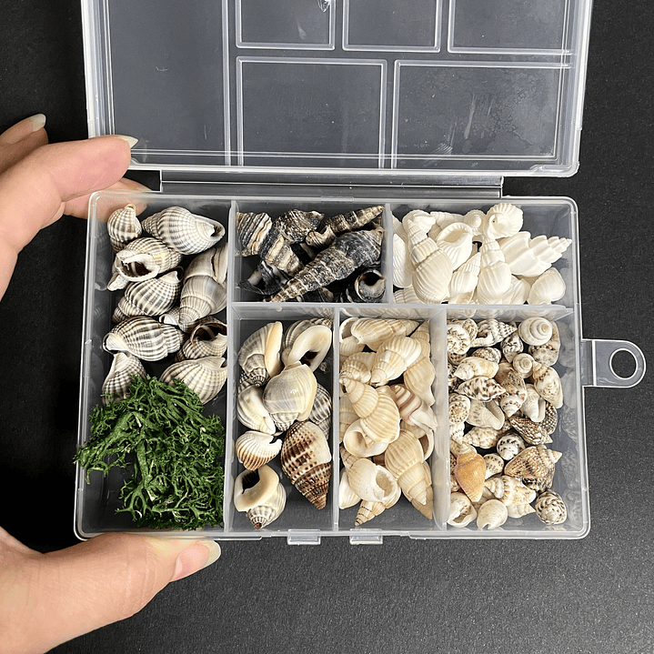 Mix caracolas/conchitas de río naturales + alga decorativa. 2