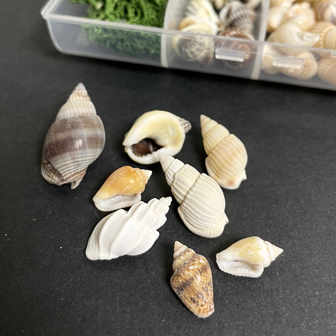 Mix caracolas/conchitas de río naturales + alga decorativa. 3