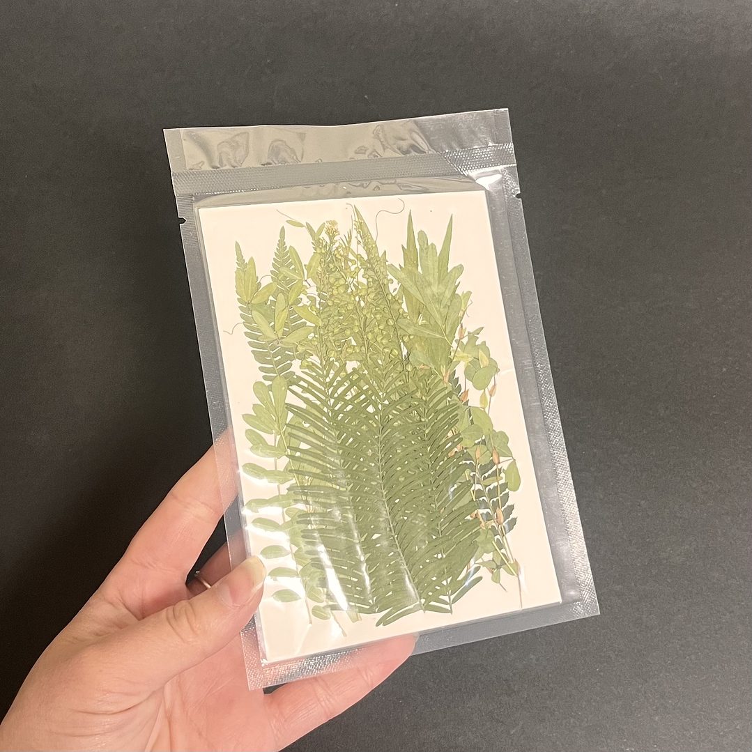 Mix verde, hojas naturales prensadas #05 3