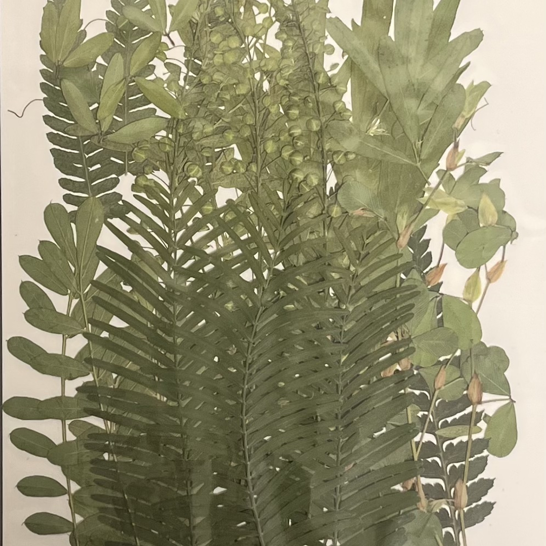 Mix verde, hojas naturales prensadas #05 1