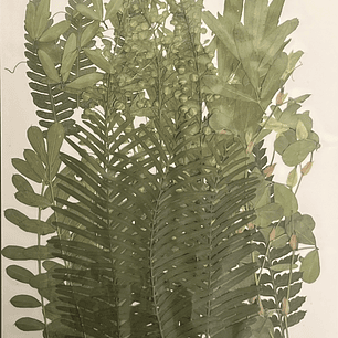 Mix verde, hojas naturales prensadas #05