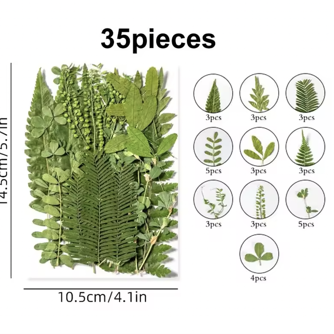Mix verde, hojas naturales prensadas #05 2