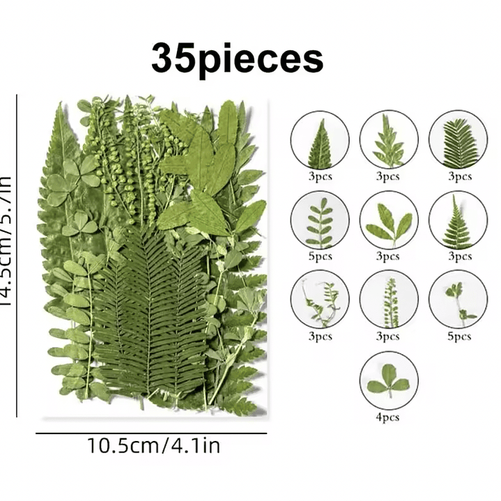 Mix verde, hojas naturales prensadas #05 2
