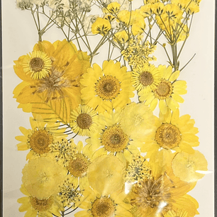 Flores naturales prensadas #06, TONOS AMARILLOS
