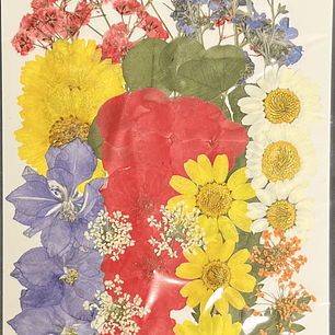 Flores naturales prensadas #07, TONOS MIXTOS 2