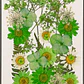 Flores naturales prensadas #09, TONOS VERDE - Miniatura 1