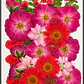 Flores naturales prensadas #10, TONOS ROJOS - Miniatura 1