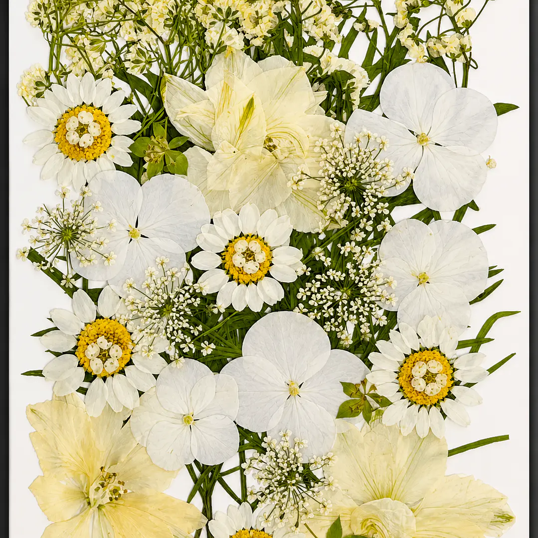 Flores naturales prensadas #11, TONOS BLANCO 1