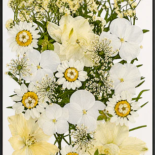 Flores naturales prensadas #11, TONOS BLANCO