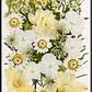 Flores naturales prensadas #11, TONOS BLANCO - Miniatura 1