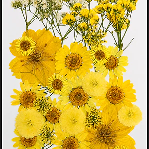 Flores naturales prensadas #06, TONOS AMARILLOS