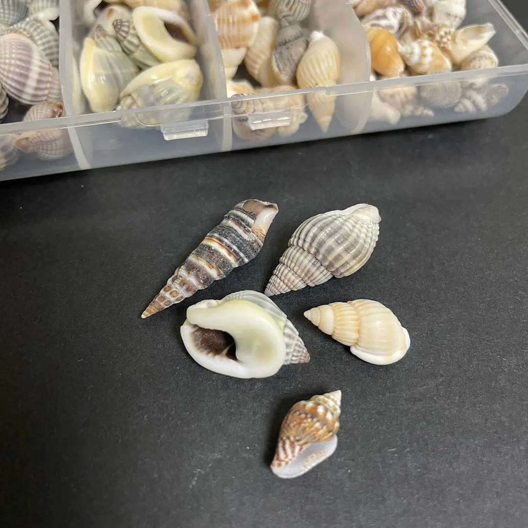 Mix caracolas/conchitas de río naturales. Aprox 150uni 3