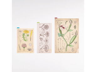 Tomitaro Makino: Hobonichi Pencil Board ( 3 tamaños )