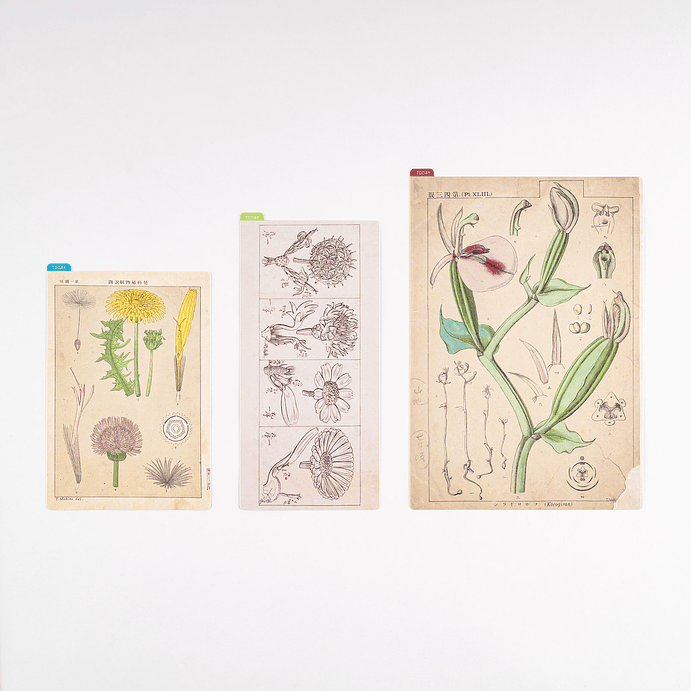 Tomitaro Makino: Hobonichi Pencil Board ( 3 tamaños ) 1