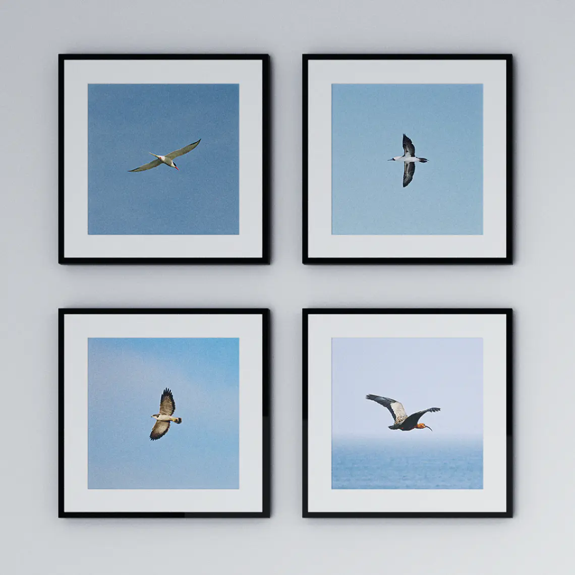 Conjunto Aves de Chile 3