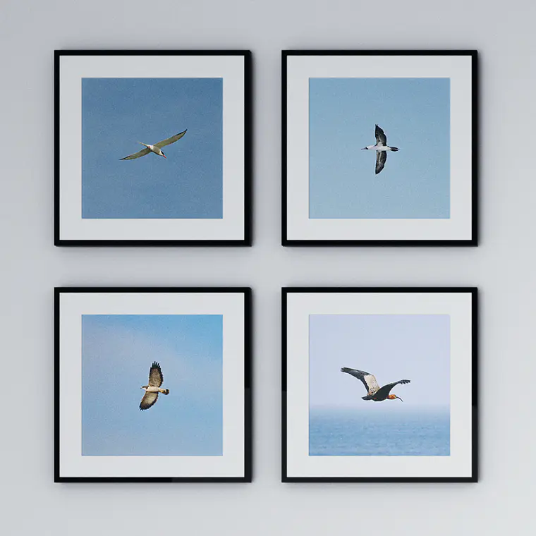 Conjunto Aves de Chile 3