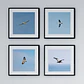 Conjunto Aves de Chile - Miniatura 3