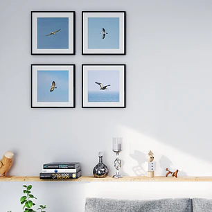 Conjunto Aves de Chile