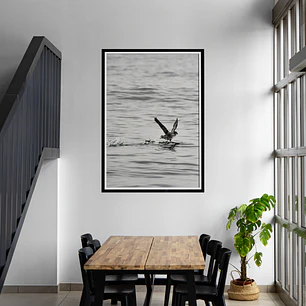 Petrel alzando el vuelo