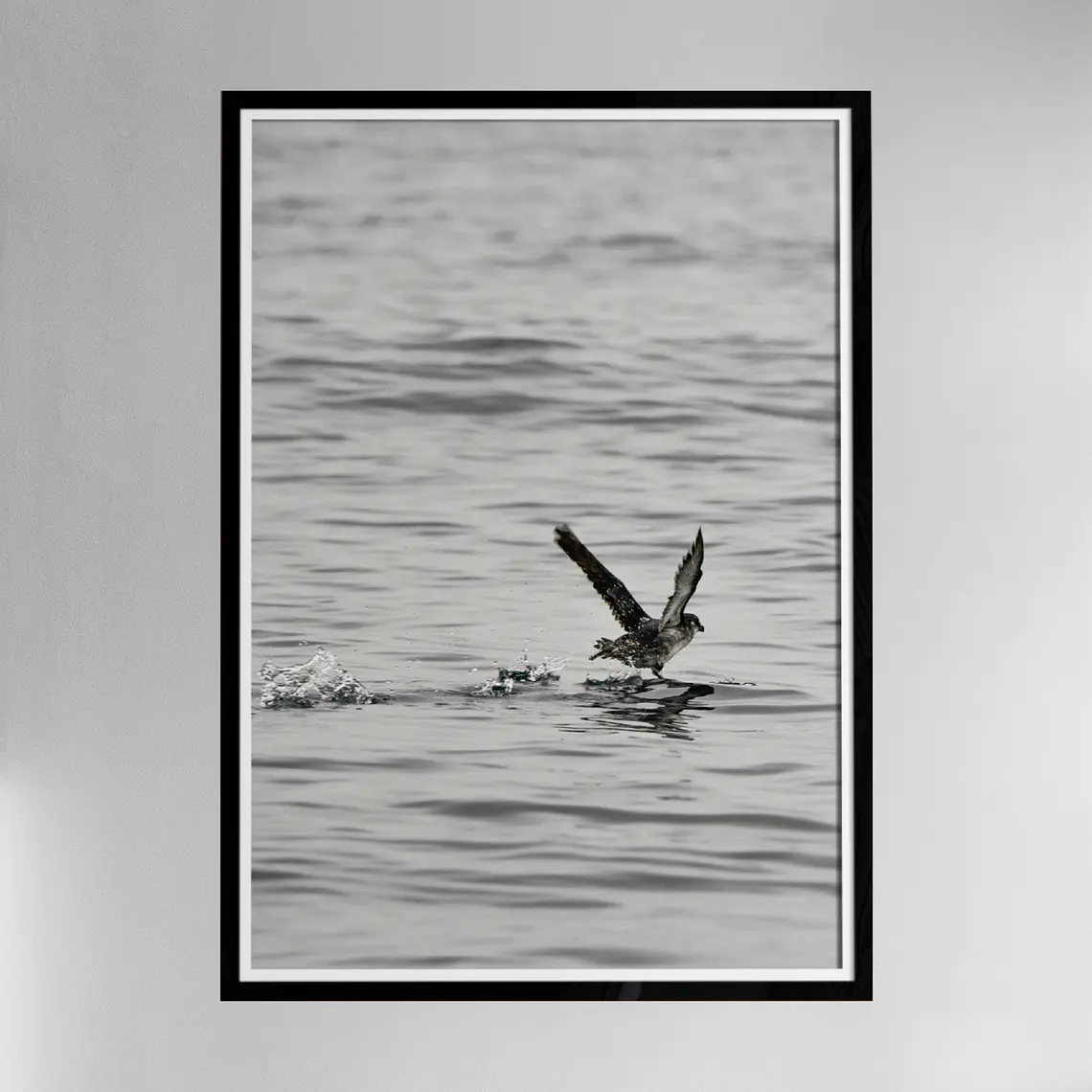 Petrel alzando el vuelo 3