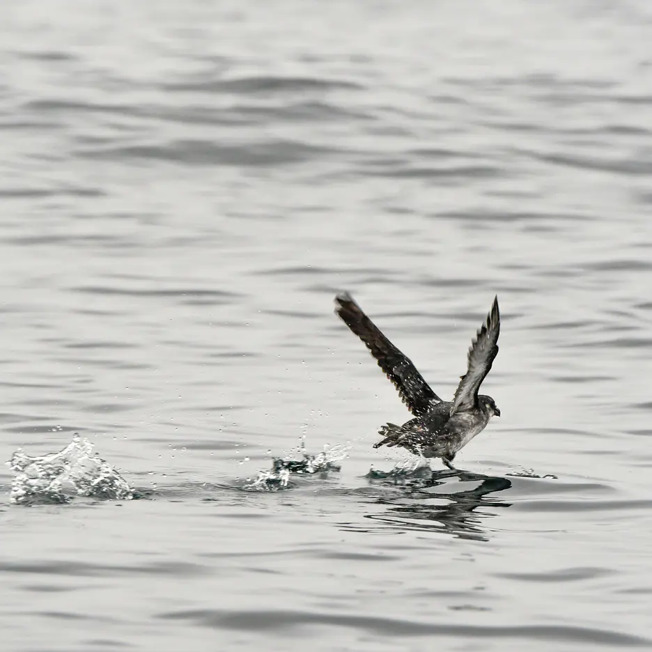 Aves