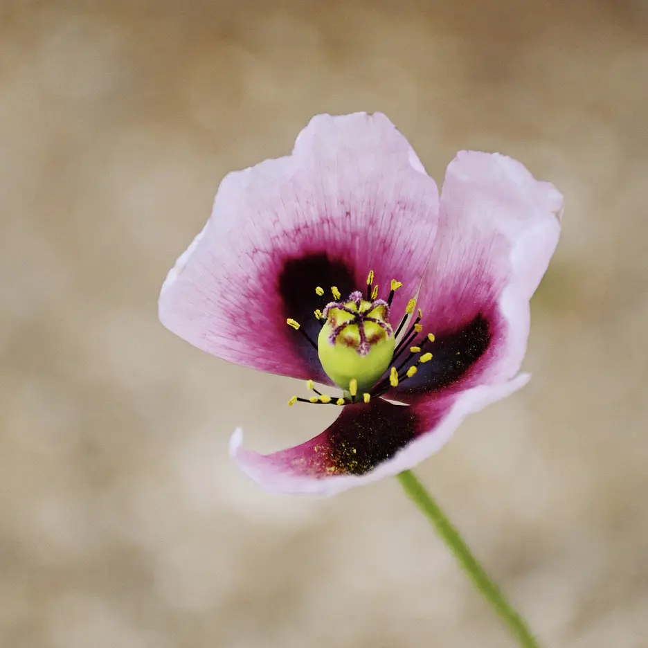 Flores