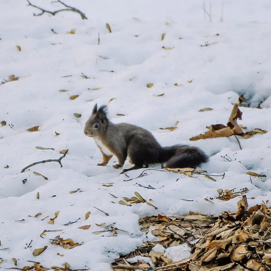 Fauna