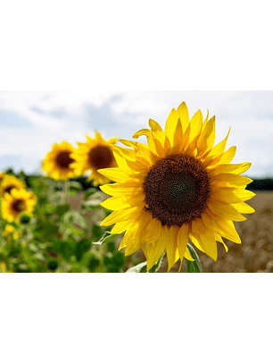 Evento presencial recorrente