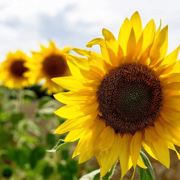 Evento presencial recorrente 1