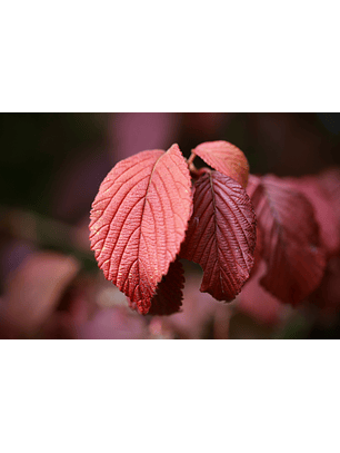 Exportación a Excel