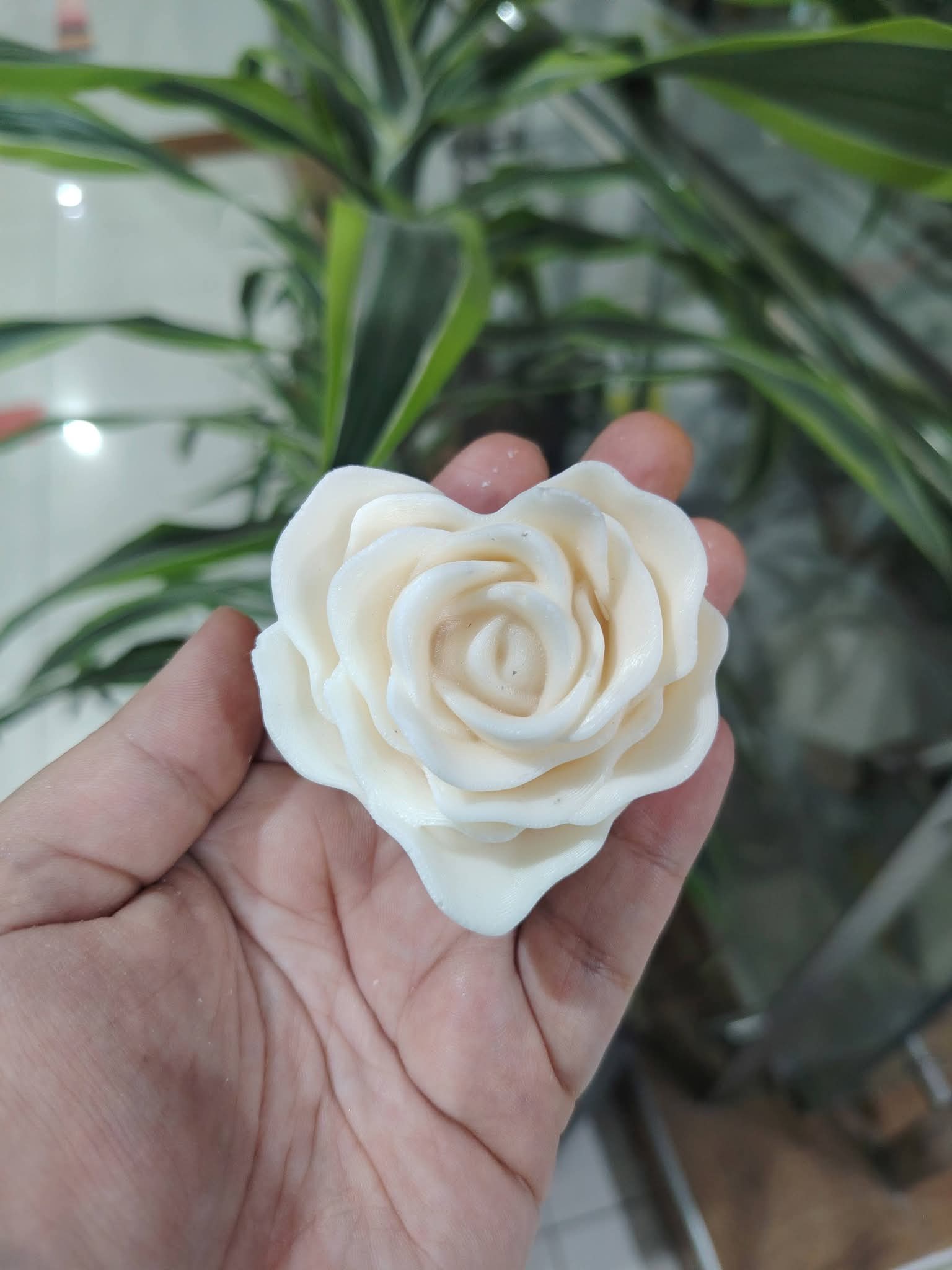 ROSA CORAZÓN M 1