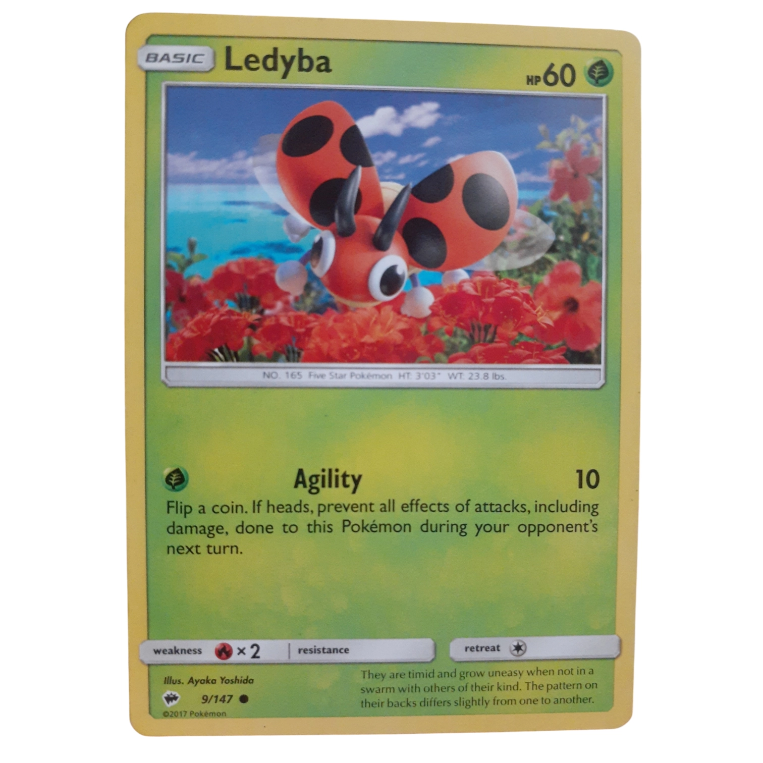 9/147 - Ledyba