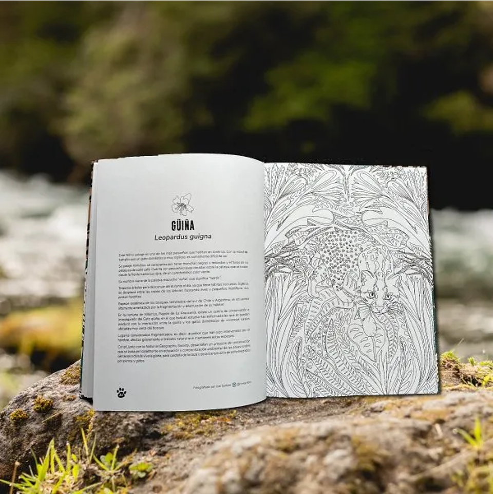 Libro para Colorear WILD de Fran Prieto Castellón 9