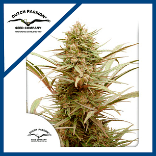 CBD COMPASSION FEM X3-DUTCH PASSION