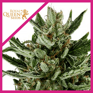 SPEEDY CHILE  F1 FEM X1-ROYAL QUEEN SEEDS