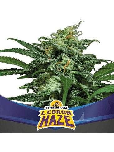 LEBRON HAZE XXL AUTO X4 -BSF 1