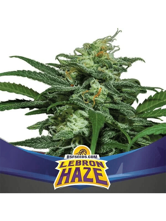 LEBRON HAZE XXL AUTO X4 -BSF 1