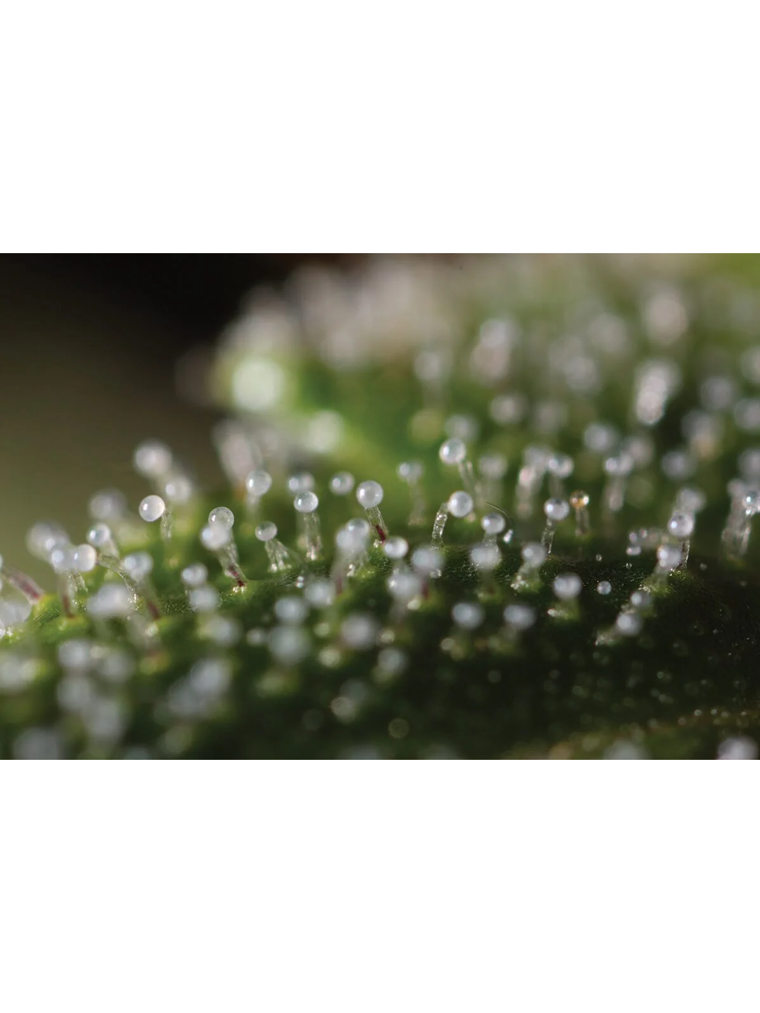 Lupa Con Luz Led 30X Y 60X-Bransio 3