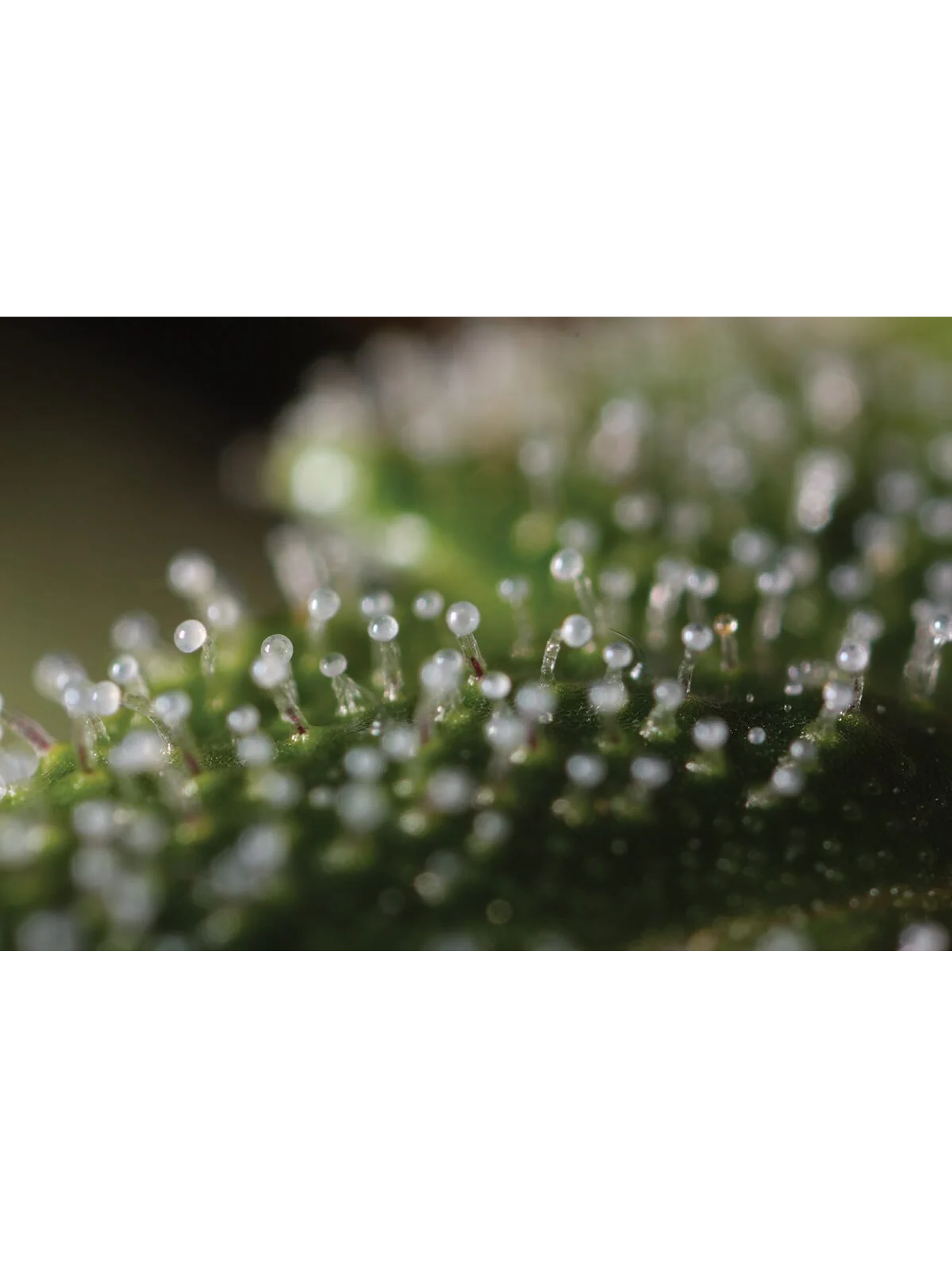 Lupa Con Luz Led 30X Y 60X-Bransio 3