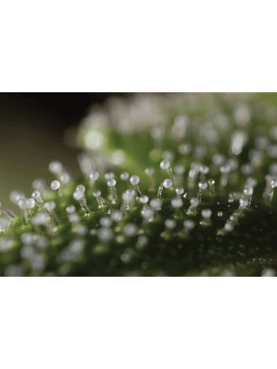 LUPA CON LUZ LED 30X Y 60X-BRANSIO 3