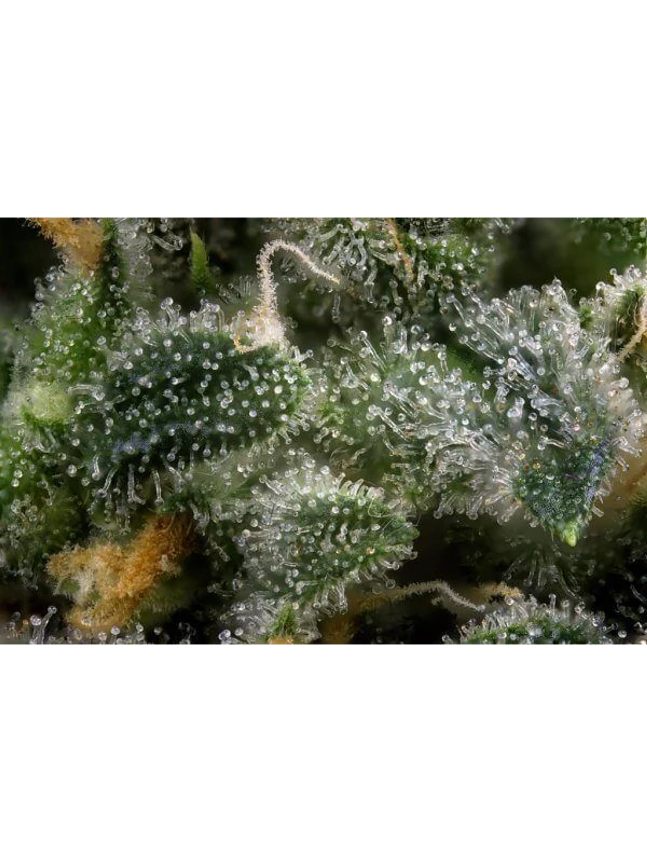 Lupa Con Luz Led 30X Y 60X-Bransio 4